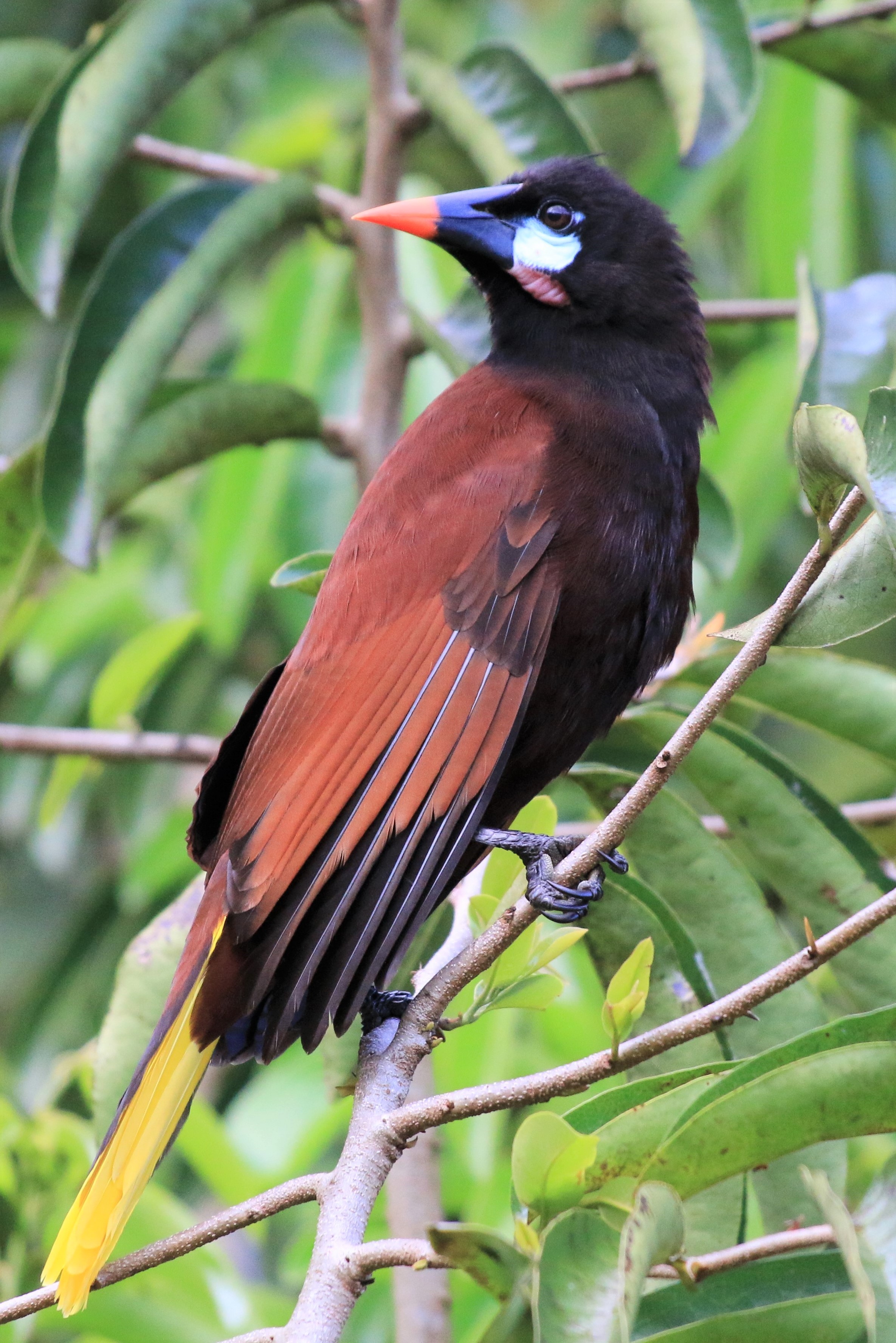 Costa Rica